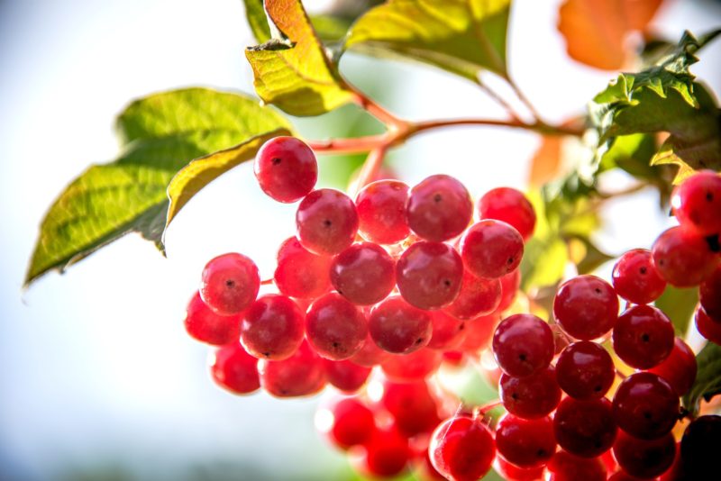 berry-729329_1920